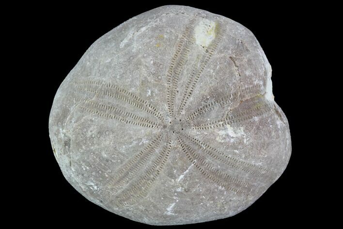 Toxaster Fossil Echinoid (Sea Urchin) - Agadir, Morocco #90636